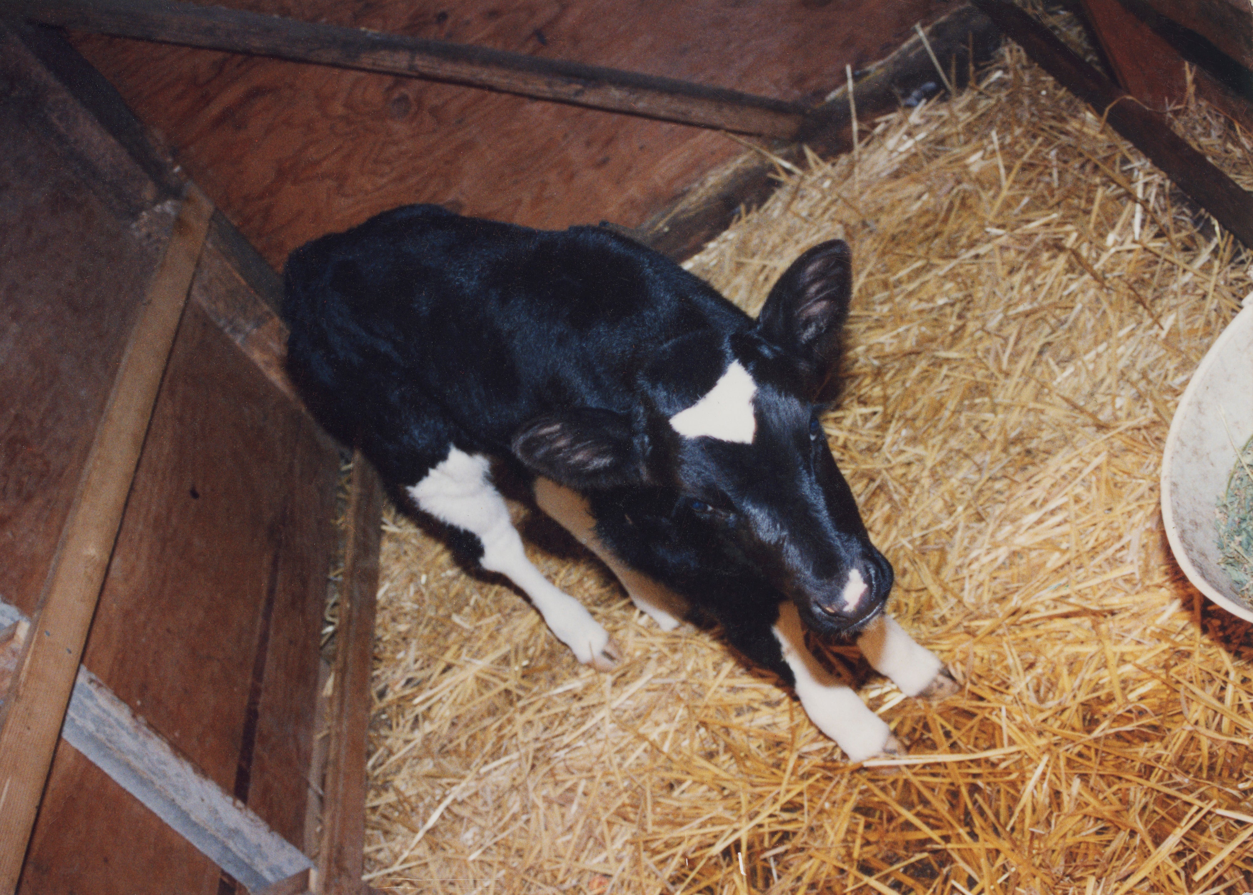 The Calf, Orland, CA