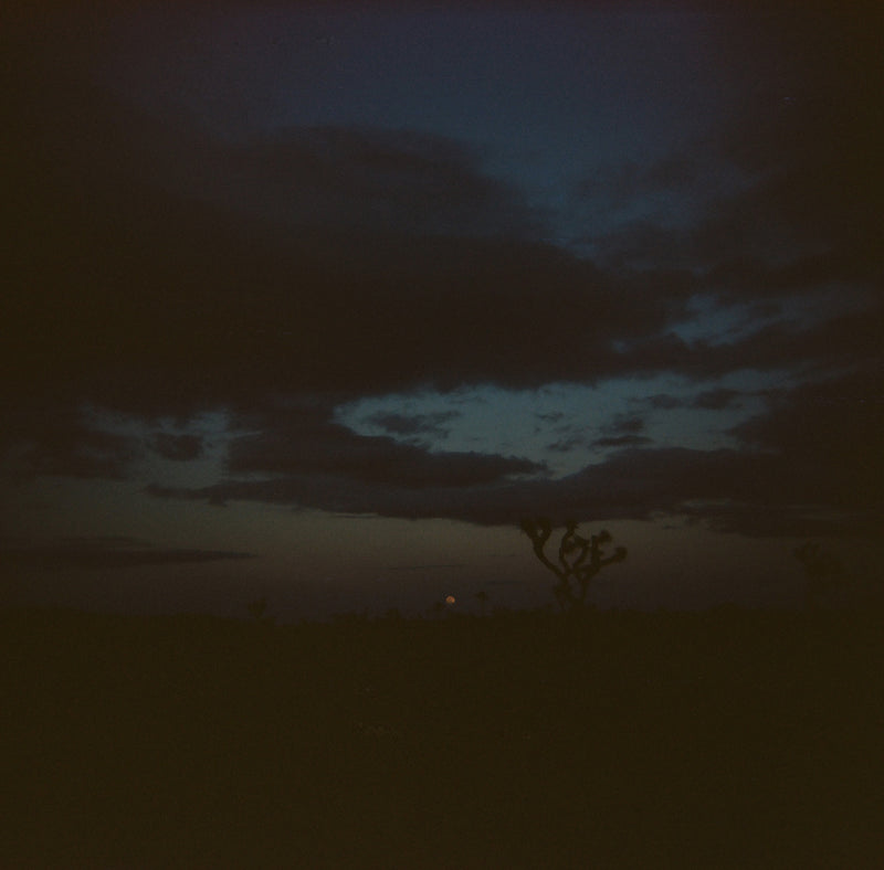 Joshua Tree, January 2022